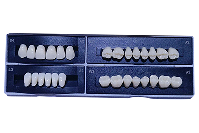 Two layer Synthetic Resin Teeth - SCE