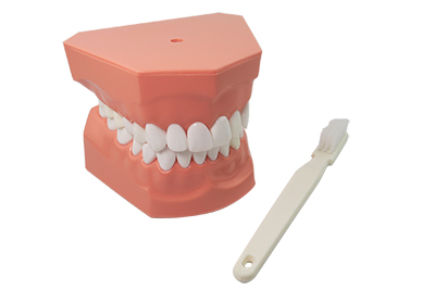 Two Times Tooth-brushing Model - TM-S1 - TM-S1